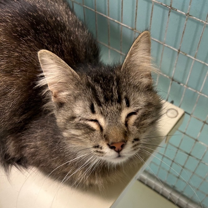 Sampson, an adoptable Domestic Long Hair in Memphis, TN, 38119 | Photo Image 3