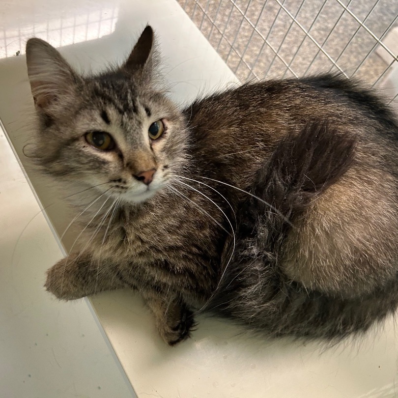 Sampson, an adoptable Domestic Long Hair in Memphis, TN, 38119 | Photo Image 2