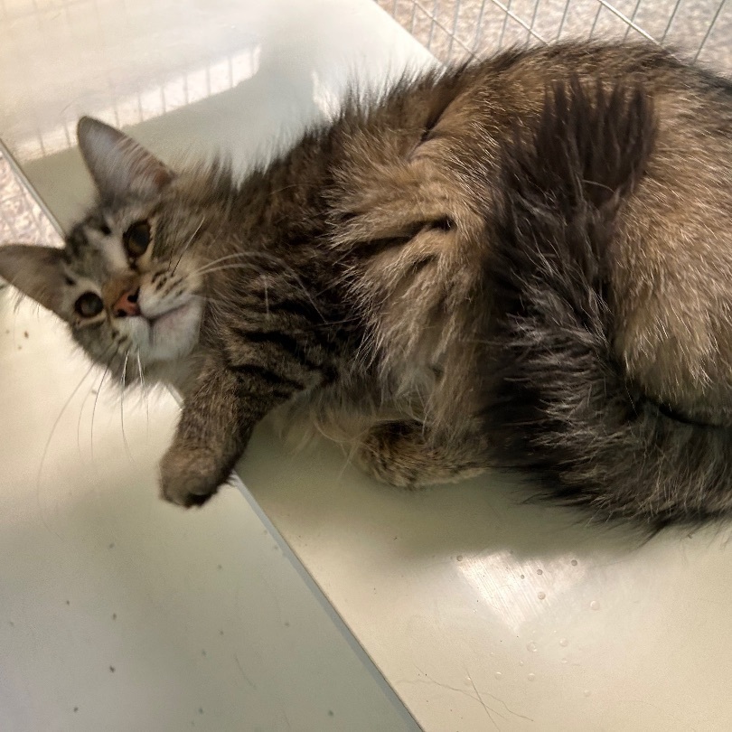 Enlarge Sampson, a Adoptable Domestic Long Hair in Memphis, TN image 5/5