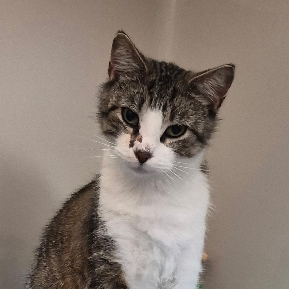 Wilbur, adopted, Young Male Domestic Short Hair.