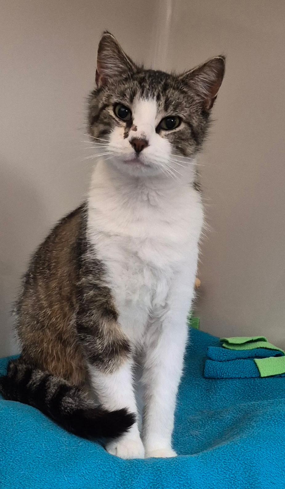 Enlarge Wilbur, an adopted Domestic Short Hair in Tomah, WI image 3/3