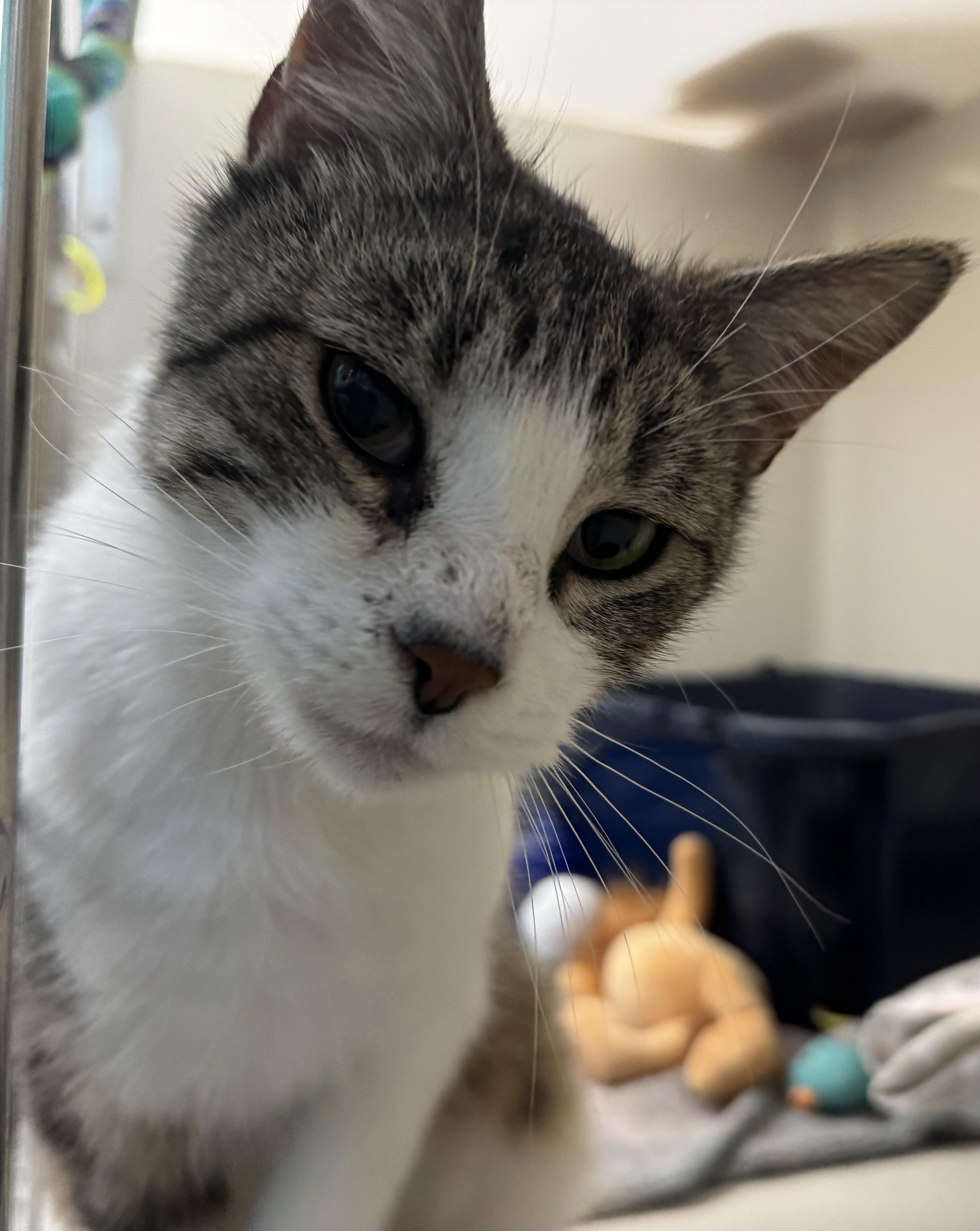 Enlarge Wilbur, an adopted Domestic Short Hair in Tomah, WI image 2/3