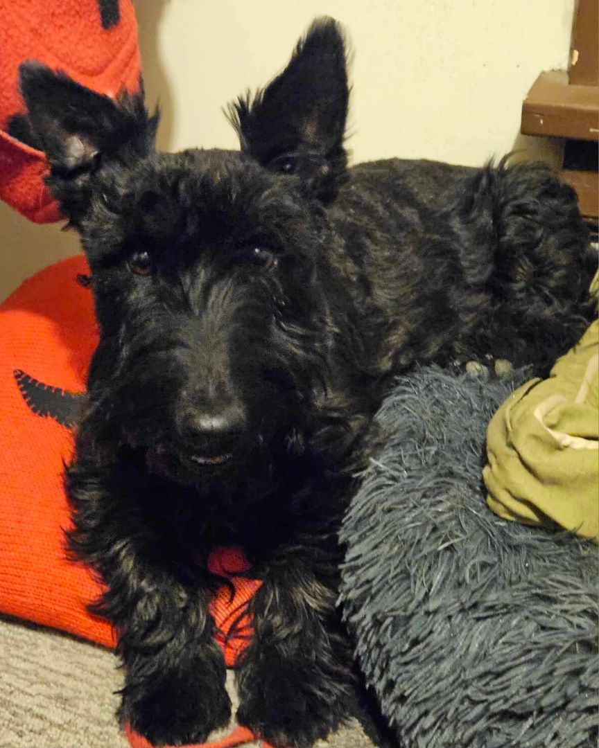 Merry Mayhem, Adopted, Adult Female Scottish Terrier.