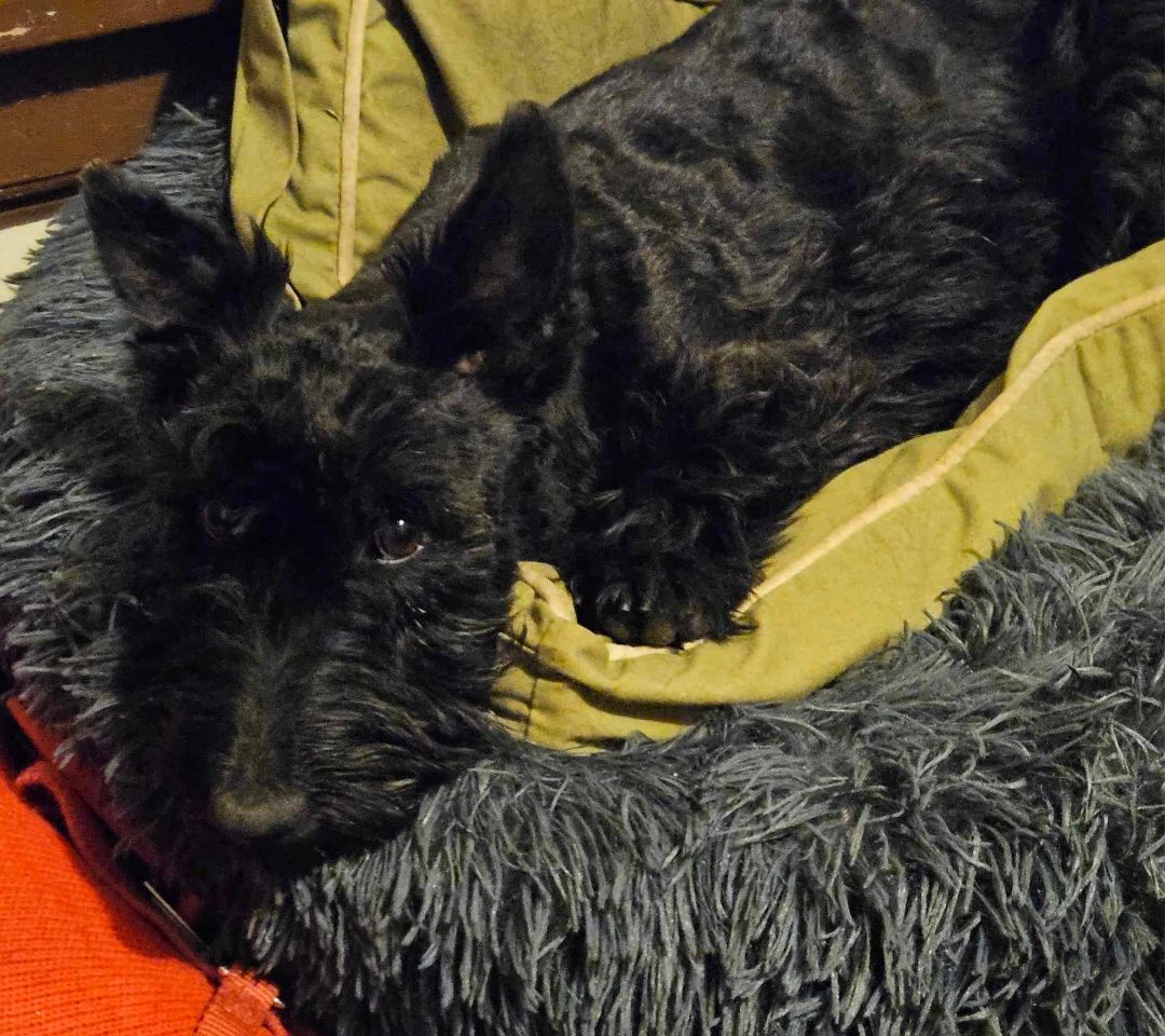 Enlarge Merry Mayhem, a Adopted Scottish Terrier in St. Louis, MO image 2/3