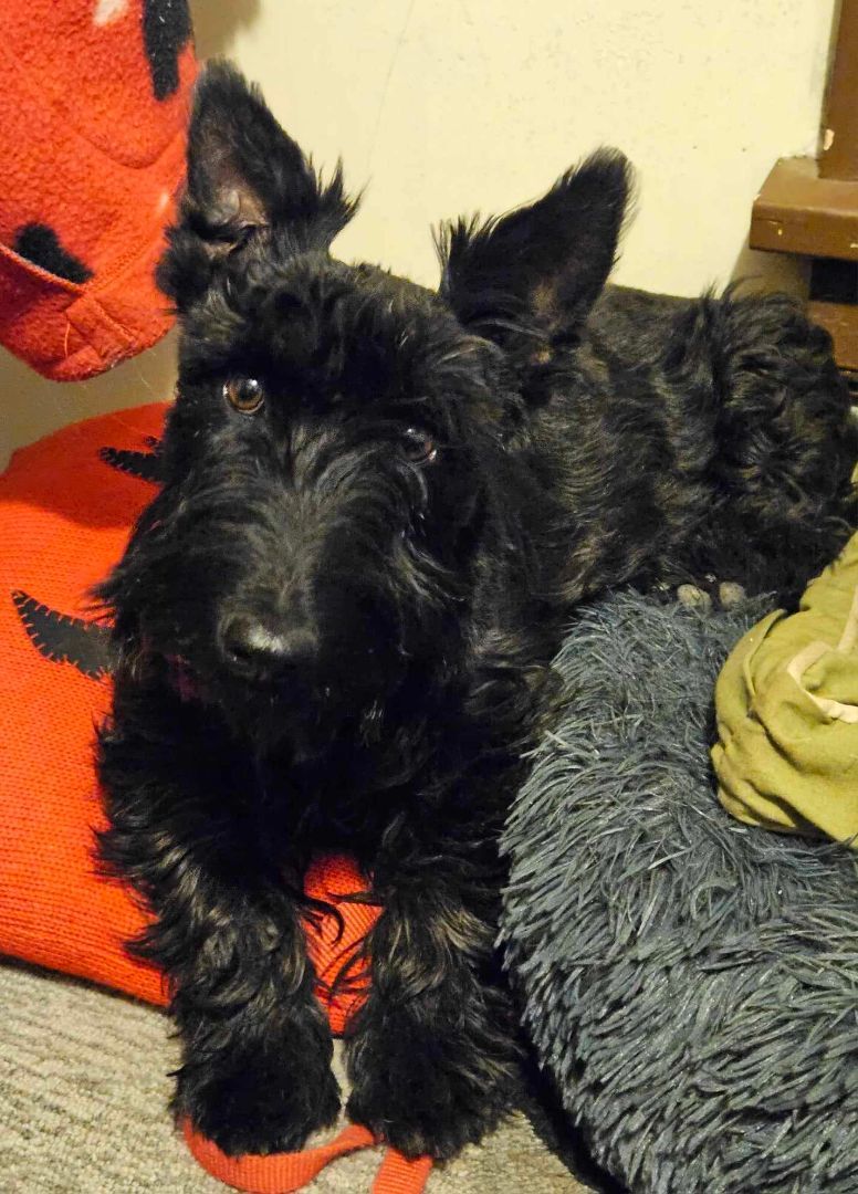 Enlarge Merry Mayhem, a Adopted Scottish Terrier in St. Louis, MO image 3/3