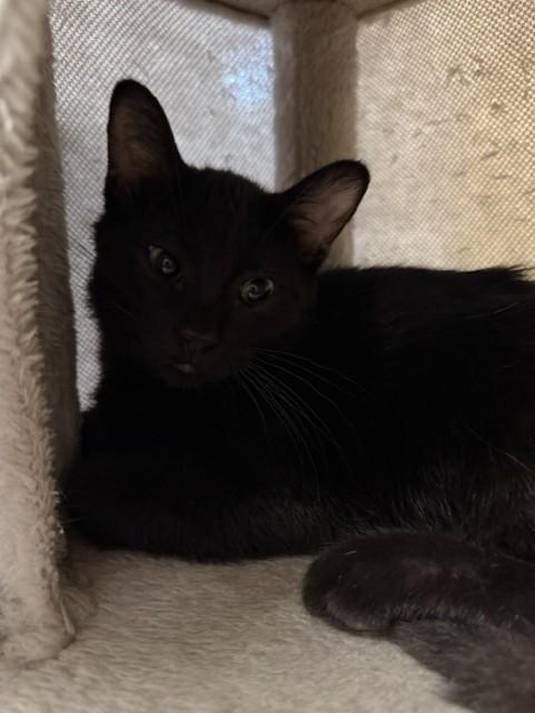 Heath, ADOPTABLE, Kitten Male Domestic Short Hair.