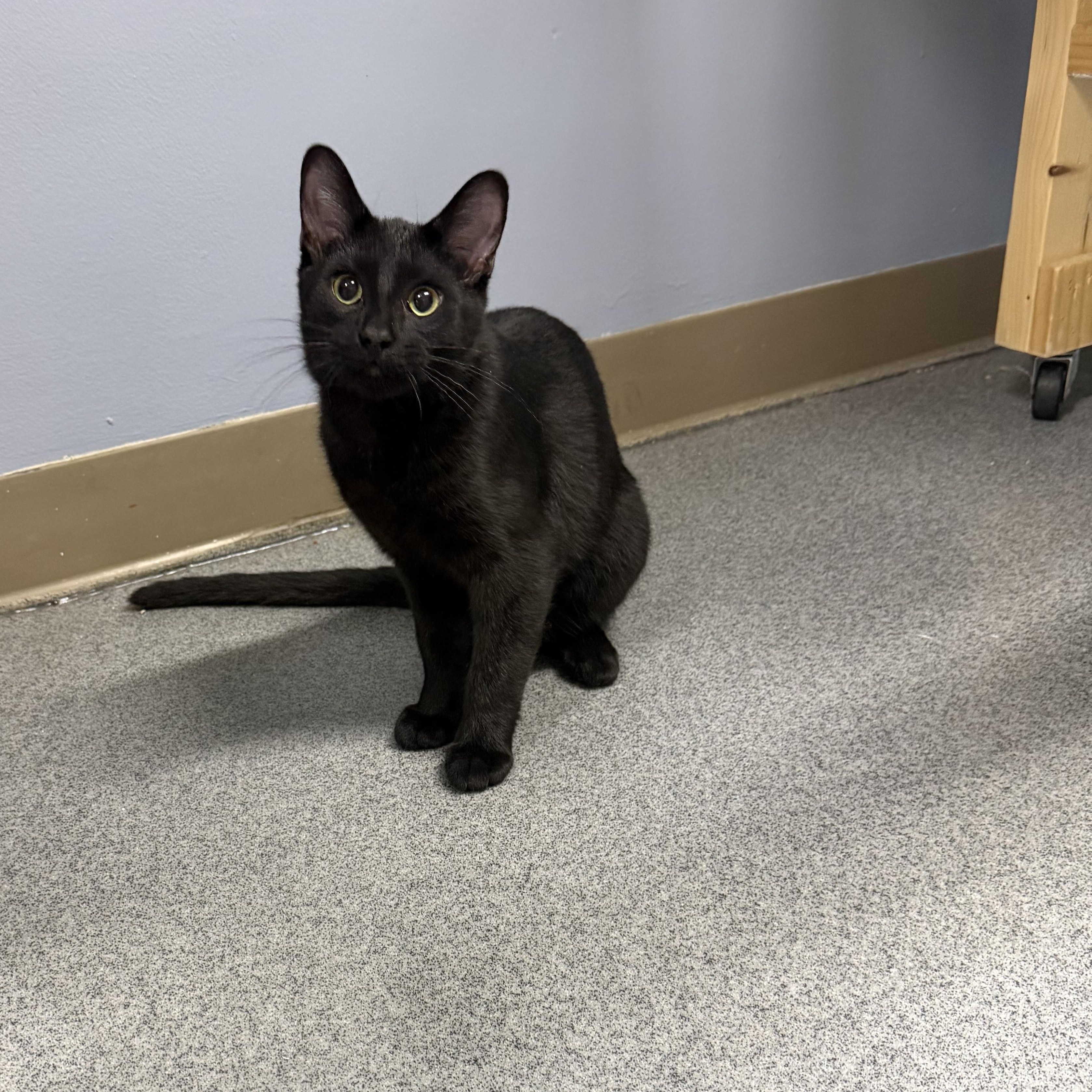 Enlarge Heath, a Adoptable Domestic Short Hair in Chisholm, MN image 1/4