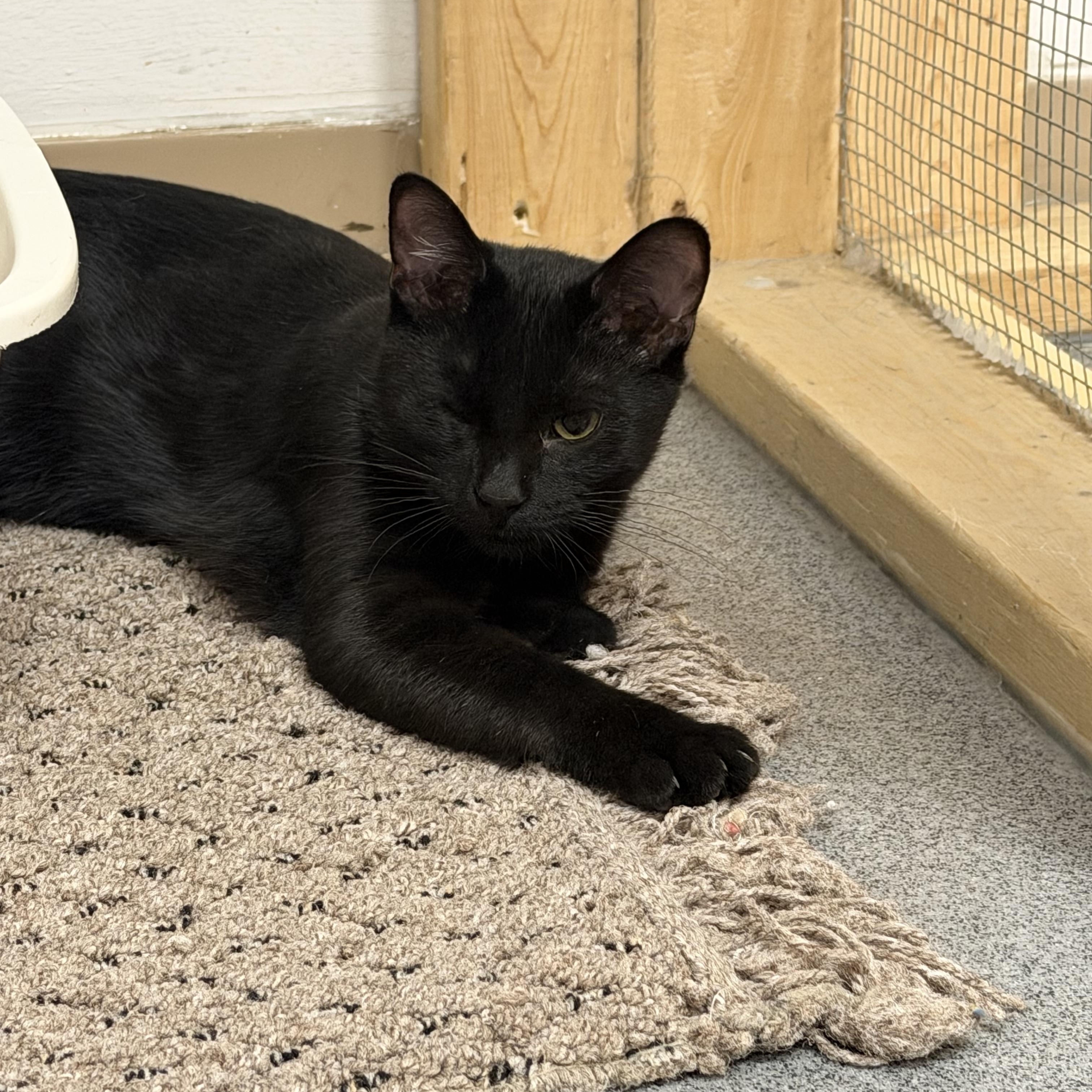 Enlarge Heath, a Adoptable Domestic Short Hair in Chisholm, MN image 3/4
