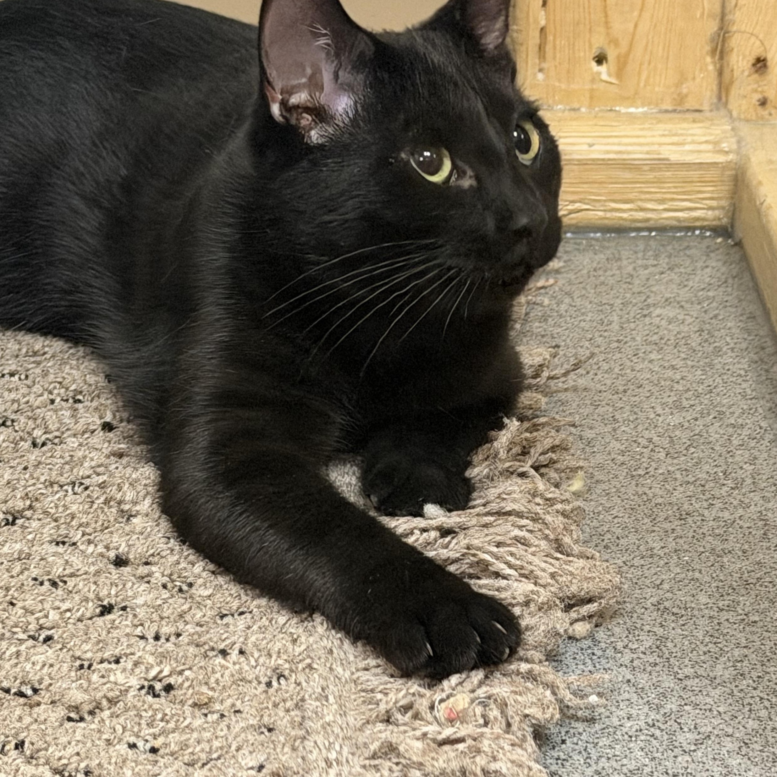 Enlarge Heath, a Adoptable Domestic Short Hair in Chisholm, MN image 4/4