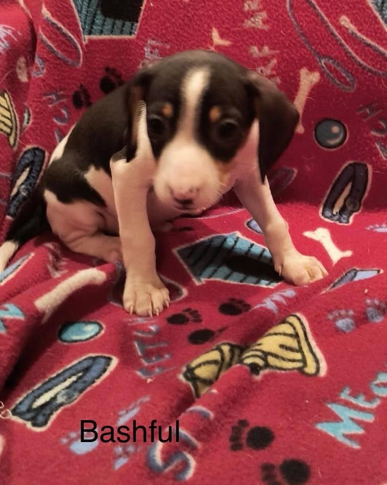 Enlarge Bashful, a ADOPTABLE mixed breed in Baker, LA image 1/1