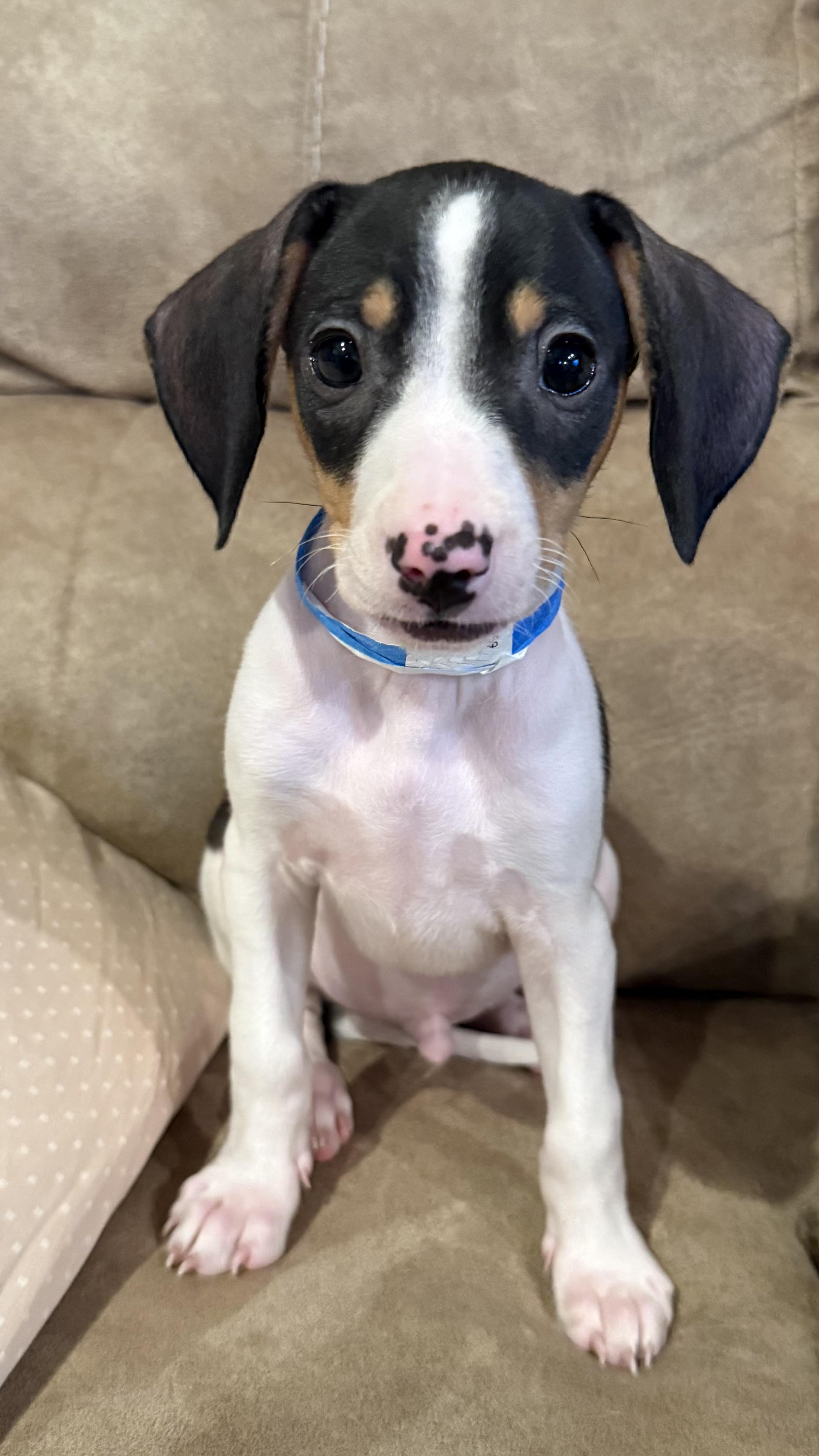 Bashful, ADOPTABLE, Puppy Male Beagle & Miniature Pinscher.