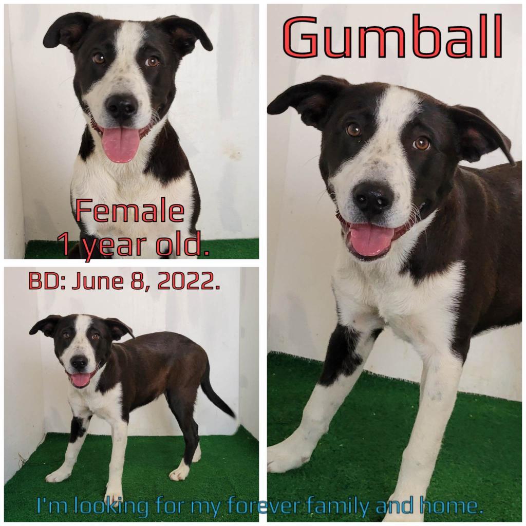 Gumball — thumbnail 2