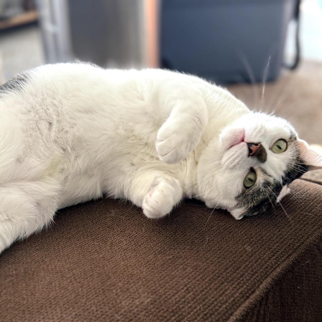 Izzy C64973, a Adoptable Domestic Short Hair in Minnetonka, MN image 1/6