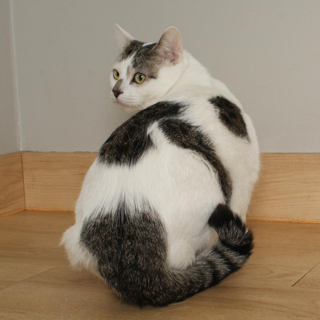 Izzy C64973, a Adoptable Domestic Short Hair in Minnetonka, MN image 2/6