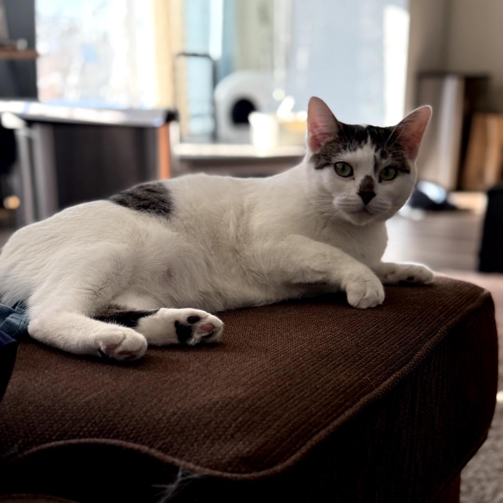 Izzy C64973, a Adoptable Domestic Short Hair in Minnetonka, MN image 3/6