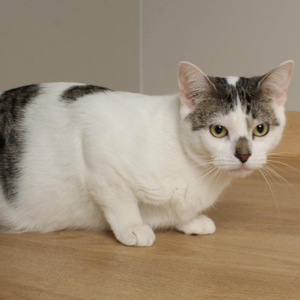 Izzy C64973, a Adoptable Domestic Short Hair in Minnetonka, MN image 4/6