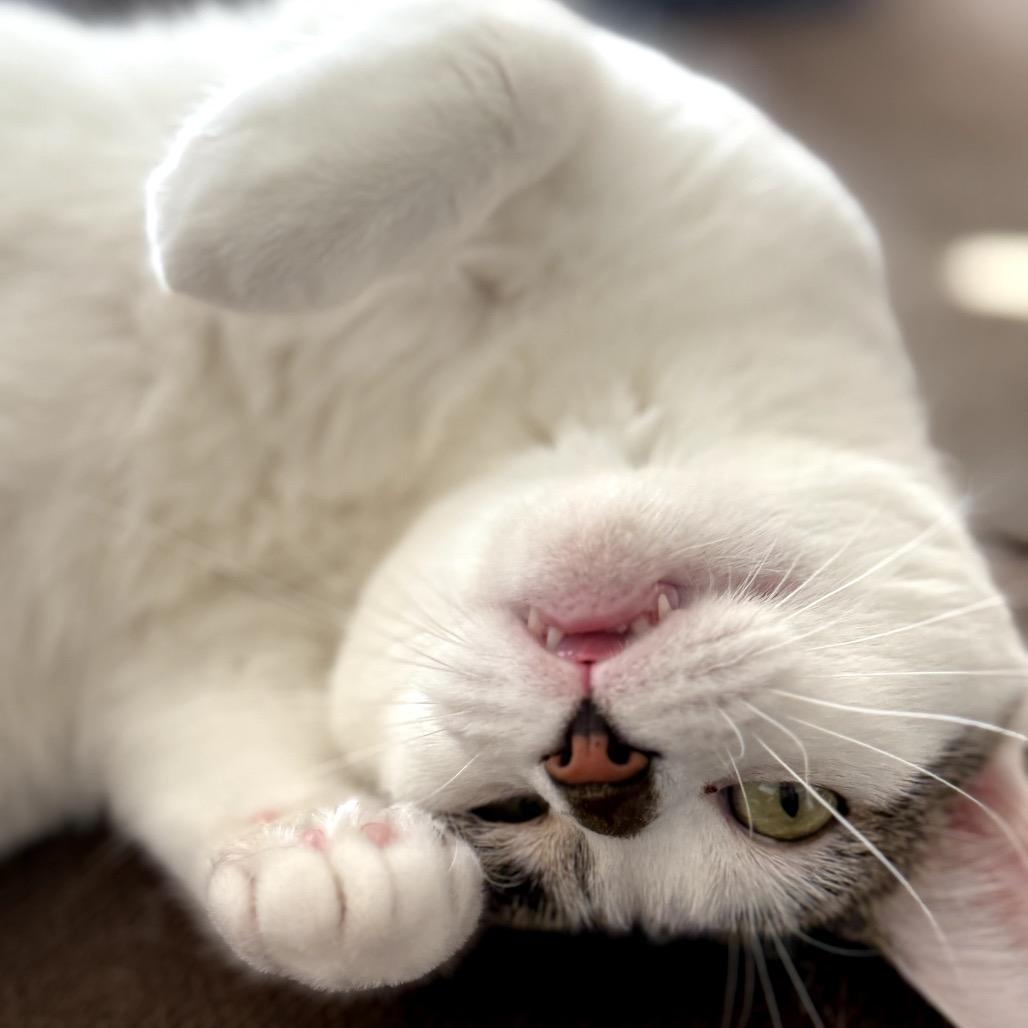 Izzy C64973, a Adoptable Domestic Short Hair in Minnetonka, MN image 5/6