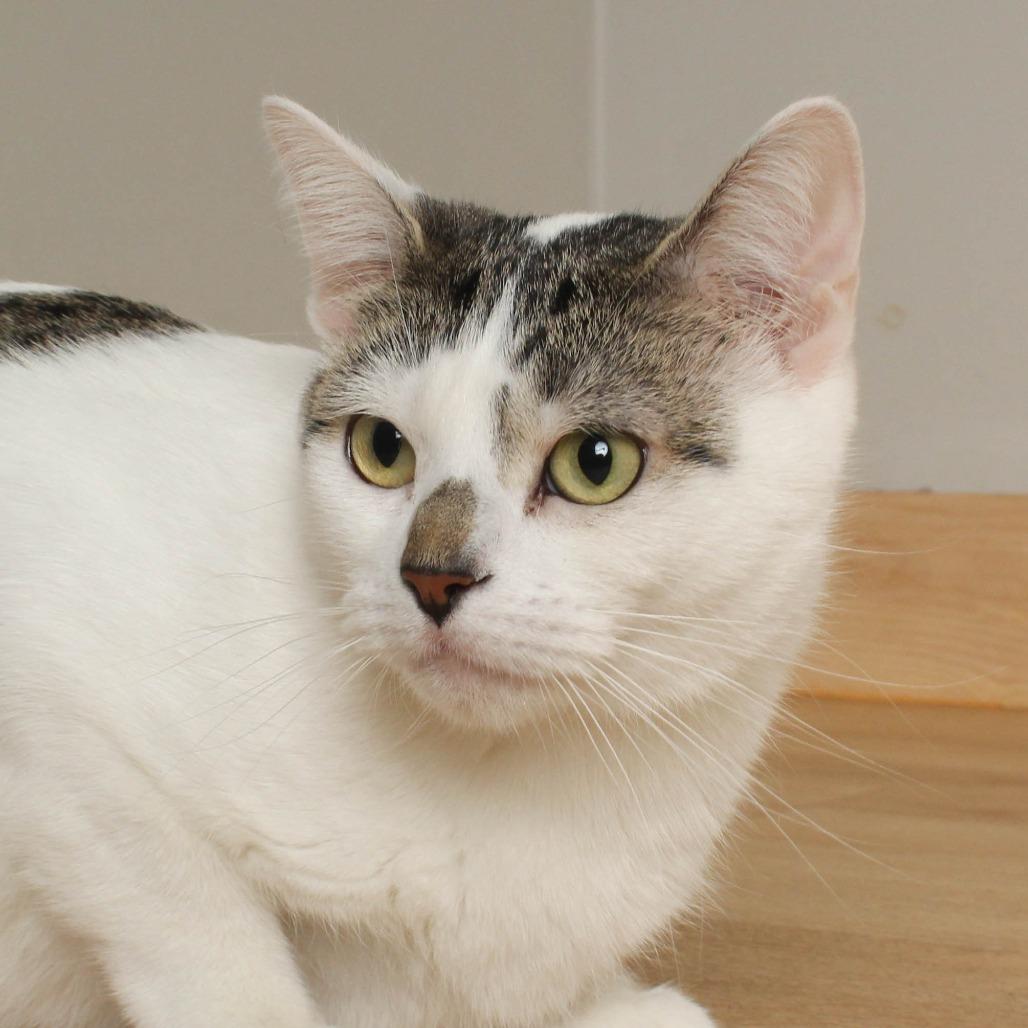 Izzy C64973, a Adoptable Domestic Short Hair in Minnetonka, MN image 6/6