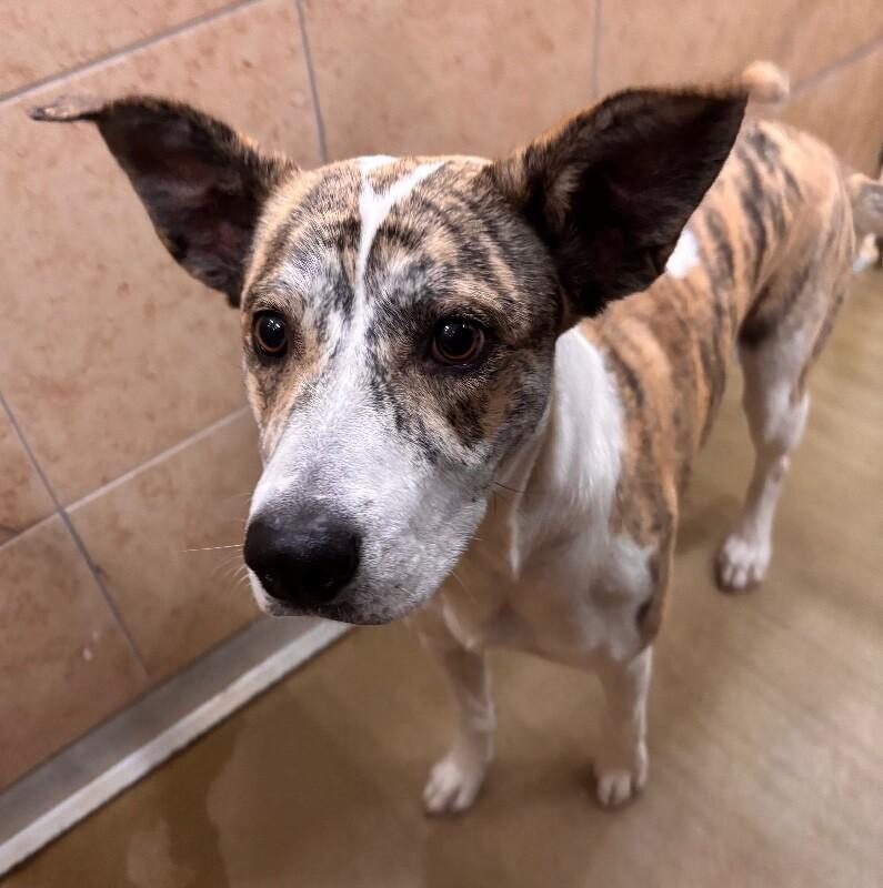 Enlarge Bitsy, a Adoptable Mixed Breed in Hobbs, NM image 1/4