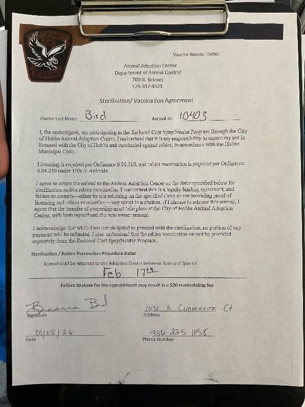 Enlarge Bitsy, a Adoptable Mixed Breed in Hobbs, NM image 2/4