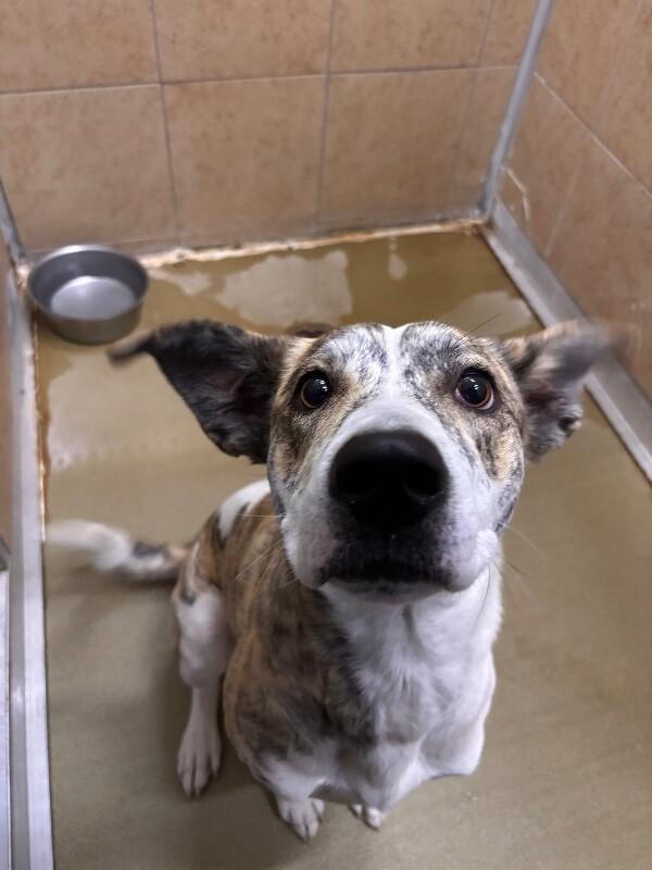 Enlarge Bitsy, a Adoptable Mixed Breed in Hobbs, NM image 3/4