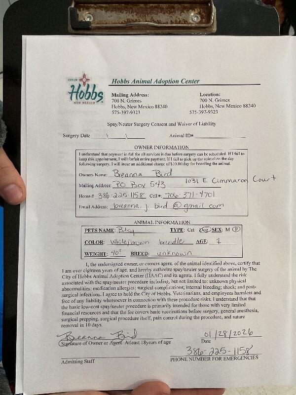 Enlarge Bitsy, a Adoptable Mixed Breed in Hobbs, NM image 4/4