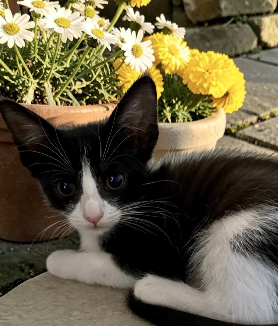 Angel, ADOPTABLE, Kitten Female Domestic Short Hair.