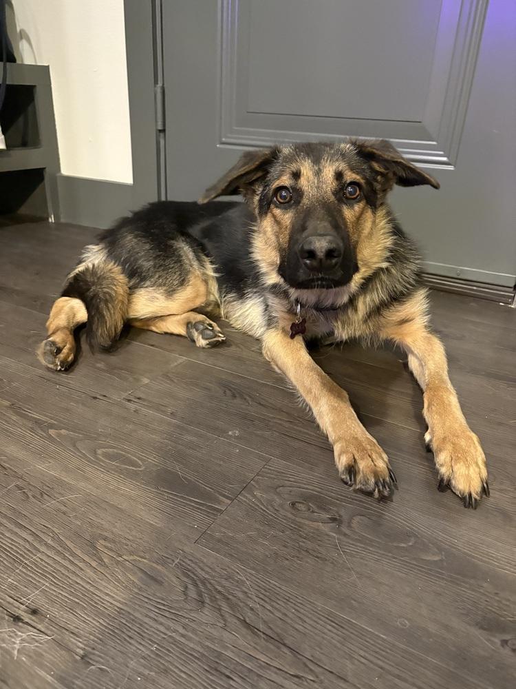 Mr. Bones, Adoptable, Young Male German Shepherd Dog.