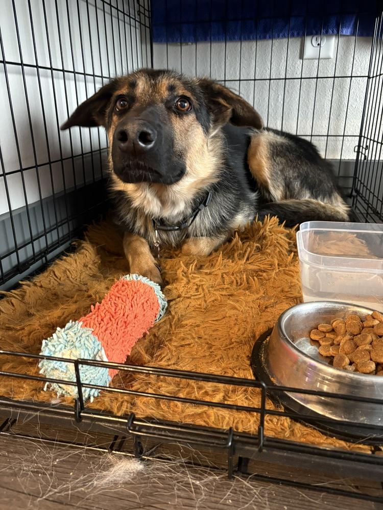 Mr. Bones, a Adoptable German Shepherd Dog in Denver, CO image 2/6