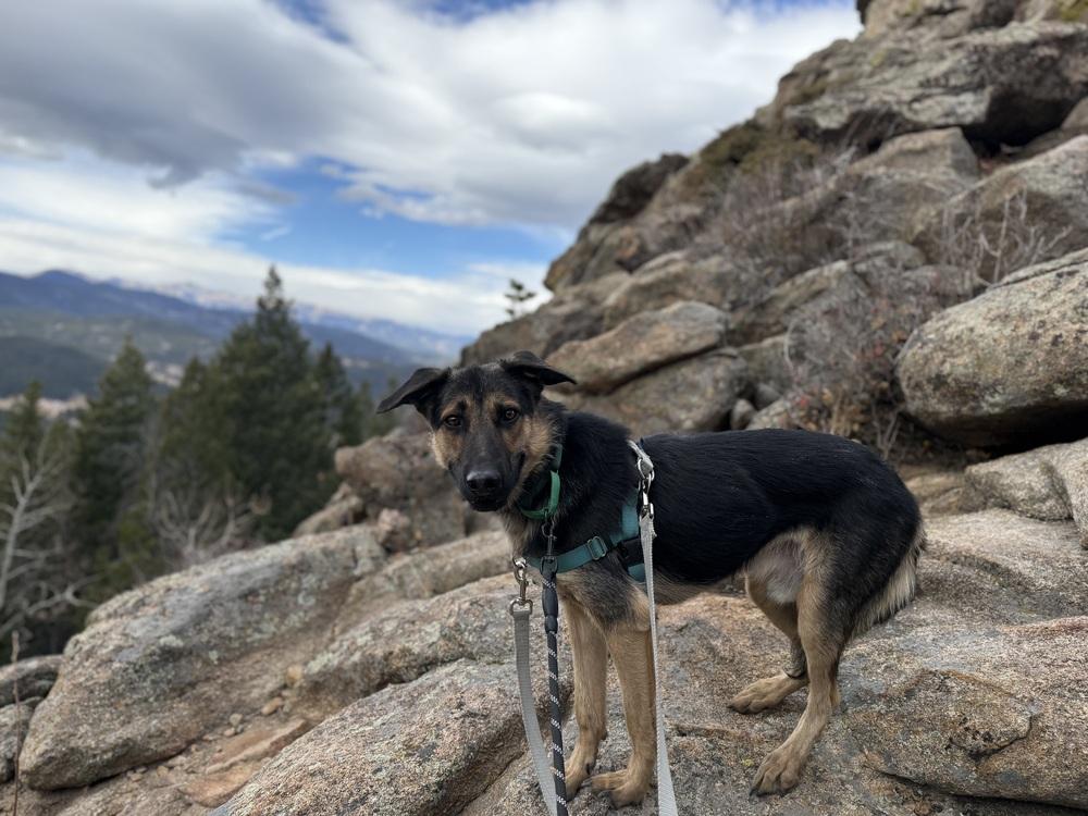 Mr. Bones, a Adoptable German Shepherd Dog in Denver, CO image 3/6