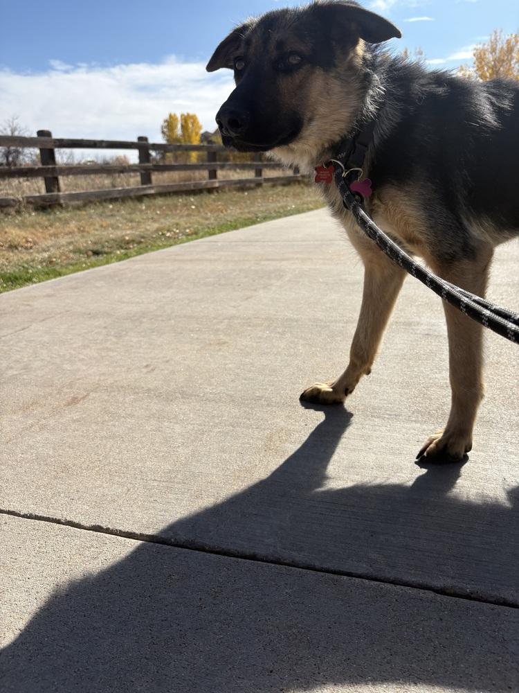 Mr. Bones, a Adoptable German Shepherd Dog in Denver, CO image 4/6