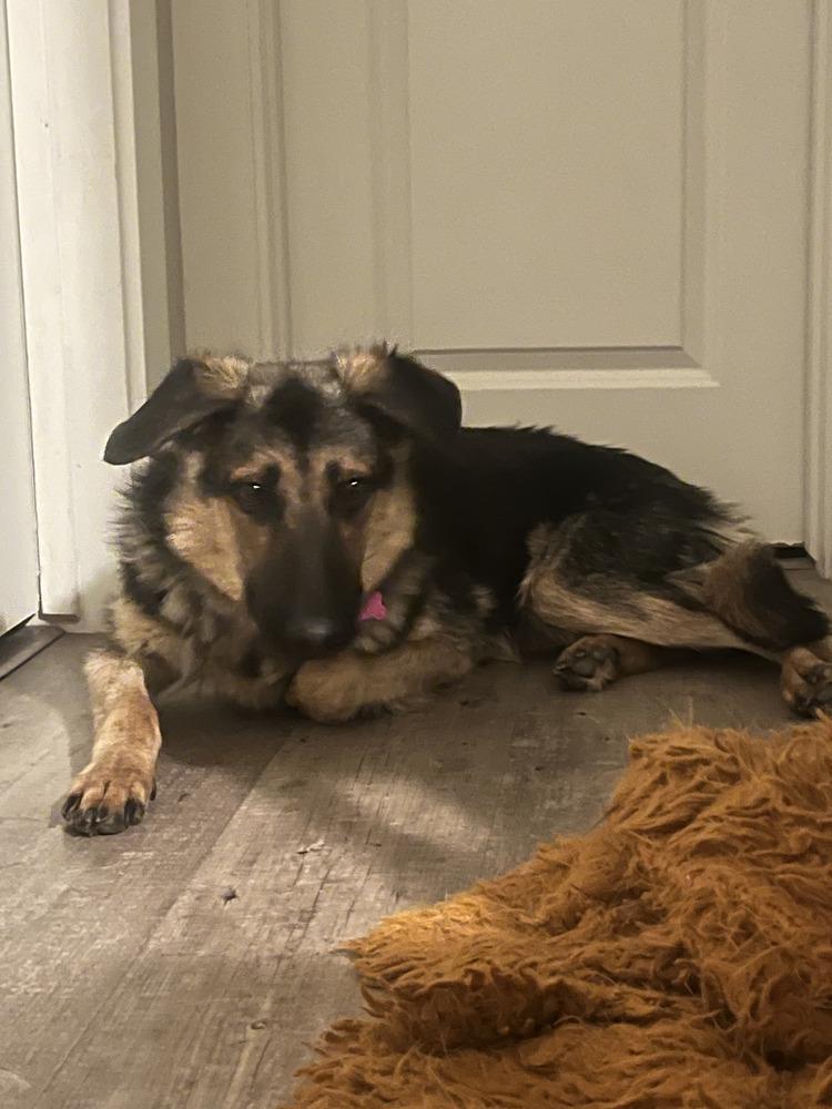 Mr. Bones, a Adoptable German Shepherd Dog in Denver, CO image 5/6