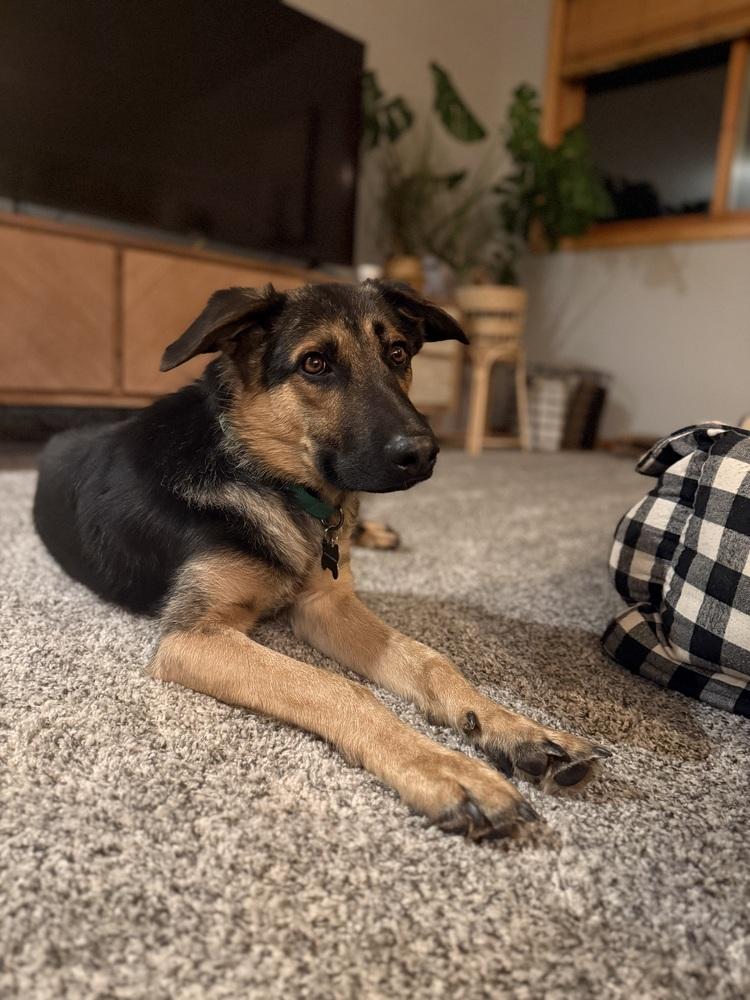 Mr. Bones, a Adoptable German Shepherd Dog in Denver, CO image 5/6