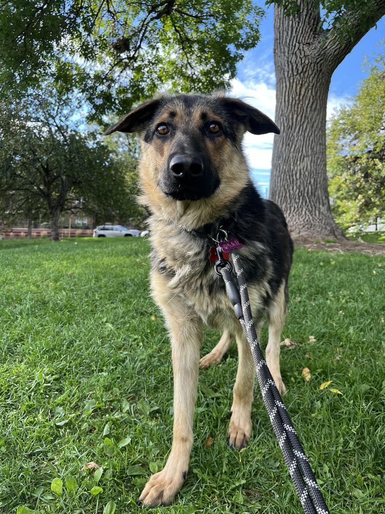 Mr. Bones, a Adoptable German Shepherd Dog in Denver, CO image 6/6