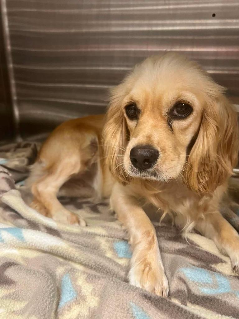 Lucille, Adoptable, Young Female Cocker Spaniel.