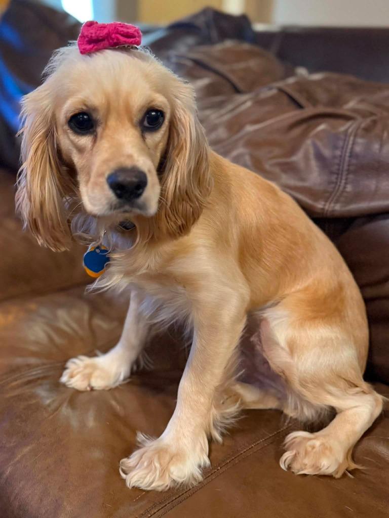 Lucille, a Adoptable Cocker Spaniel in Austin, TX image 2/6