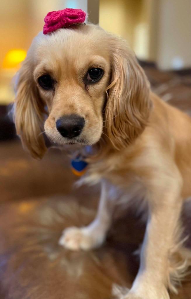 Lucille, a Adoptable Cocker Spaniel in Austin, TX image 3/6
