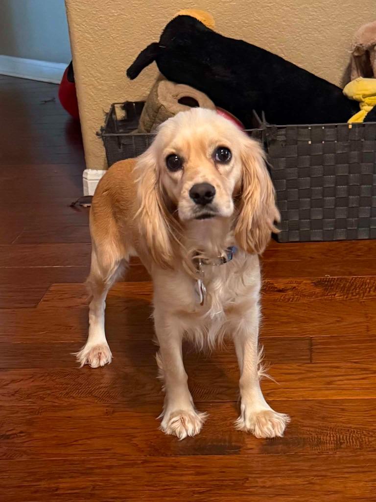 Lucille, a Adoptable Cocker Spaniel in Austin, TX image 4/6