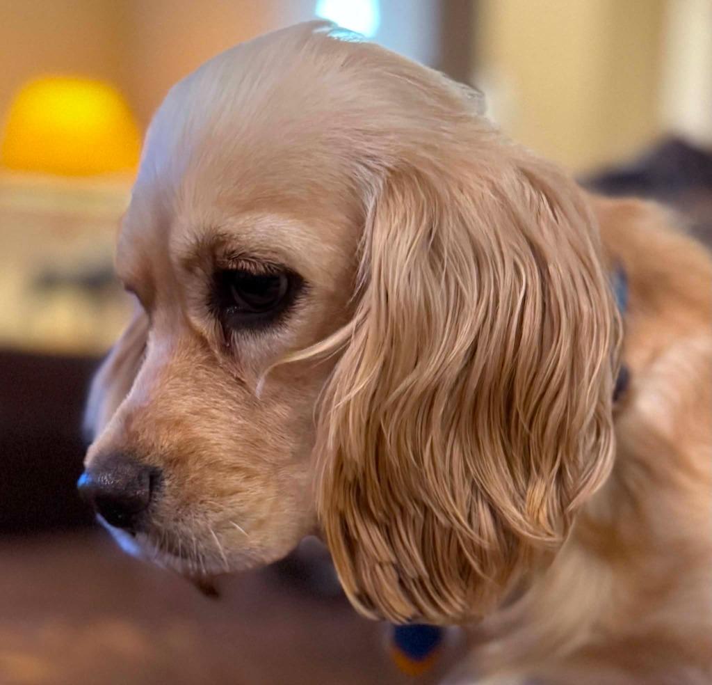 Lucille, a Adoptable Cocker Spaniel in Austin, TX image 5/6