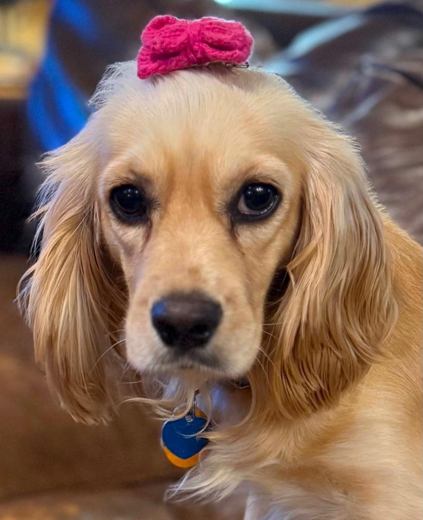 Lucille, a Adoptable Cocker Spaniel in Austin, TX image 6/6