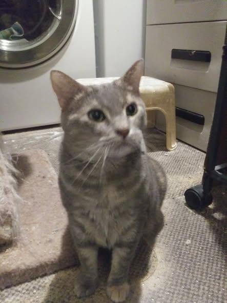 Enlarge Tina, a Adoptable Domestic Short Hair in Chesapeake Beach, MD image 1/3