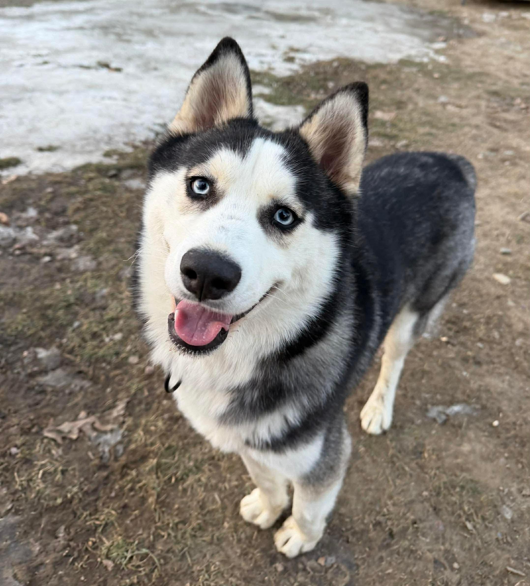 Elyza, a Adoptable mixed breed in Argyle, NY image 3/6