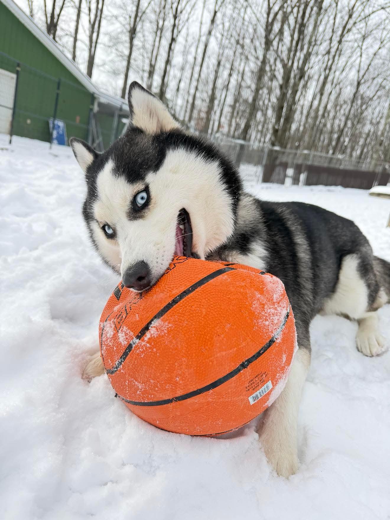 Elyza, Adoptable, Young Female Husky.