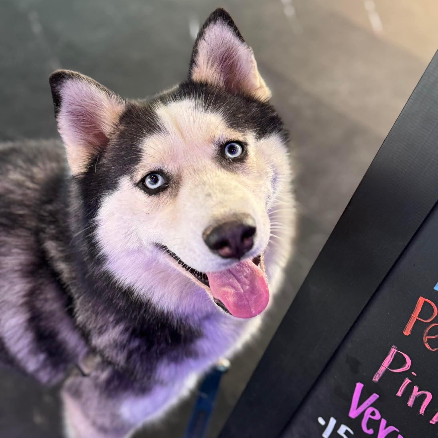 Enlarge Elyza, a Adoptable mixed breed in Argyle, NY image 2/6