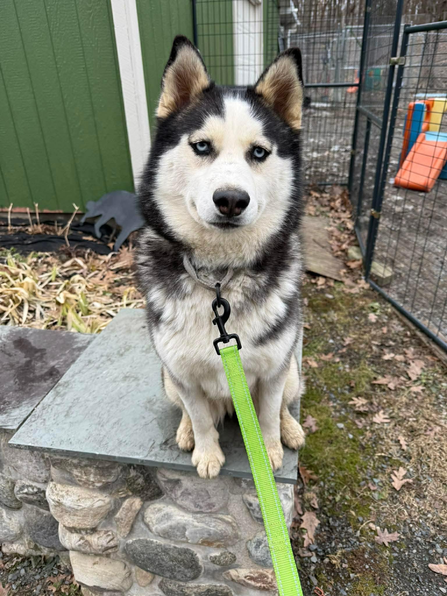 Enlarge Elyza, a Adoptable mixed breed in Argyle, NY image 6/6