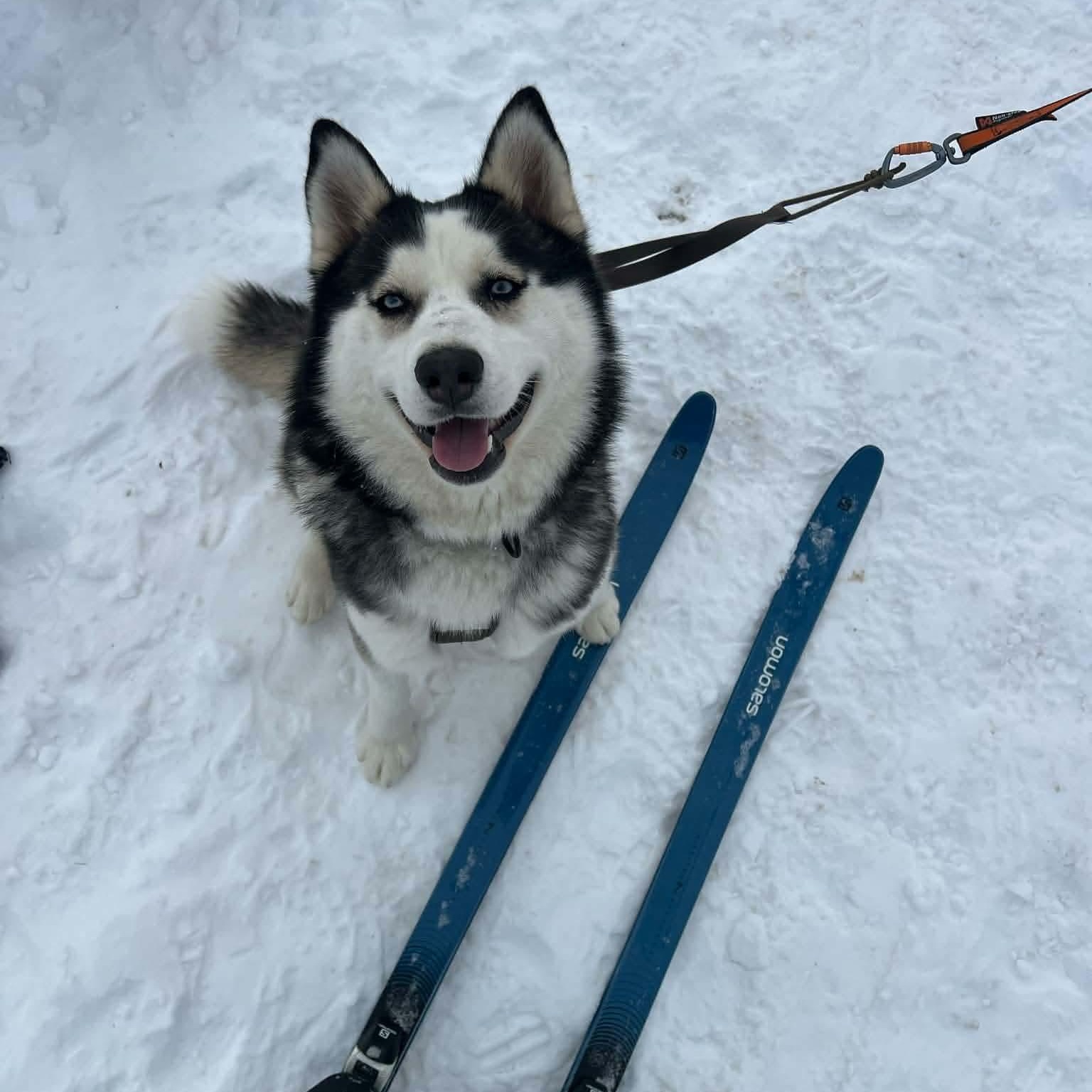 Elyza, a Adoptable mixed breed in Argyle, NY image 1/6