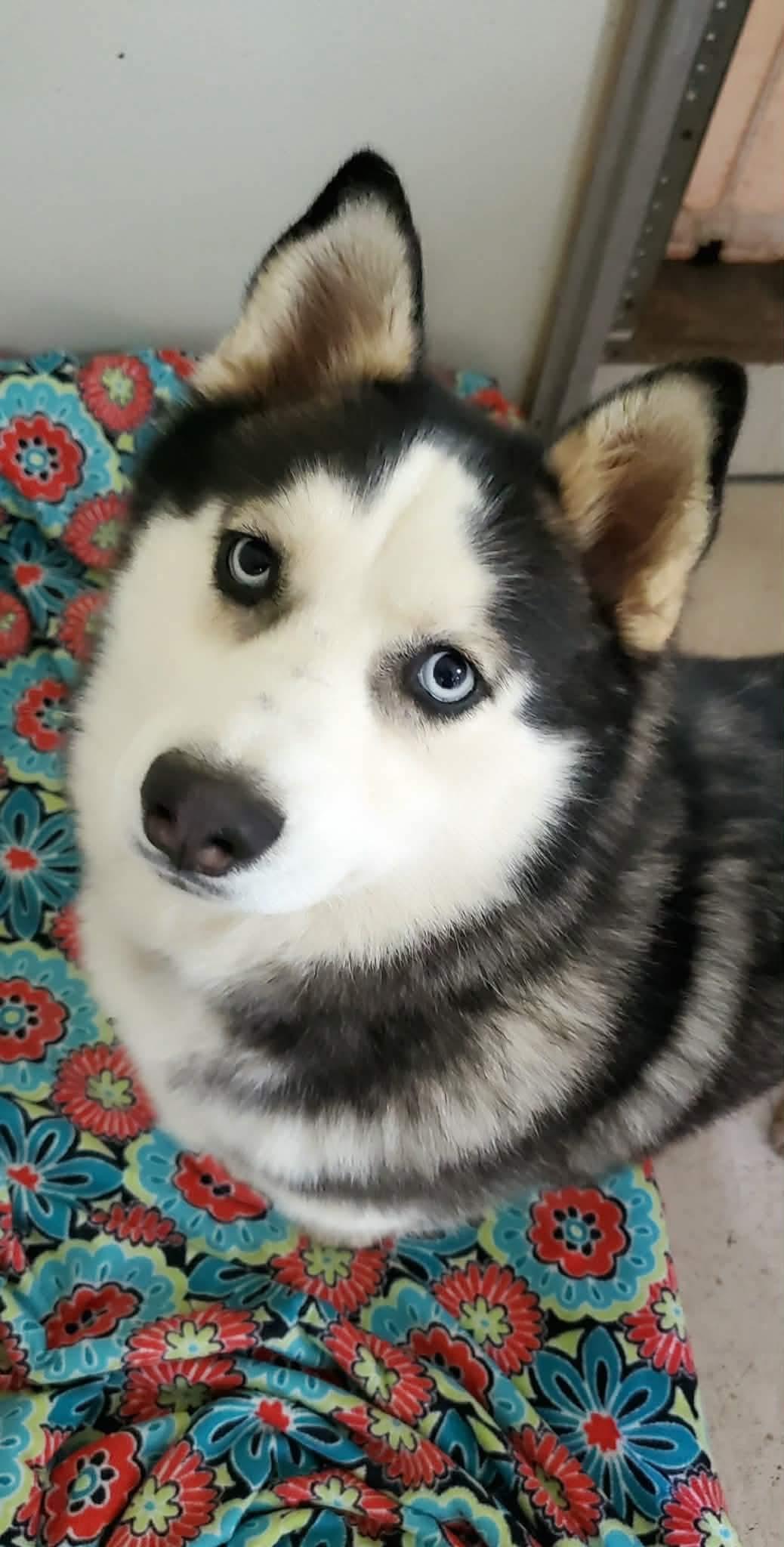 Enlarge Elyza, a Adoptable mixed breed in Argyle, NY image 5/6