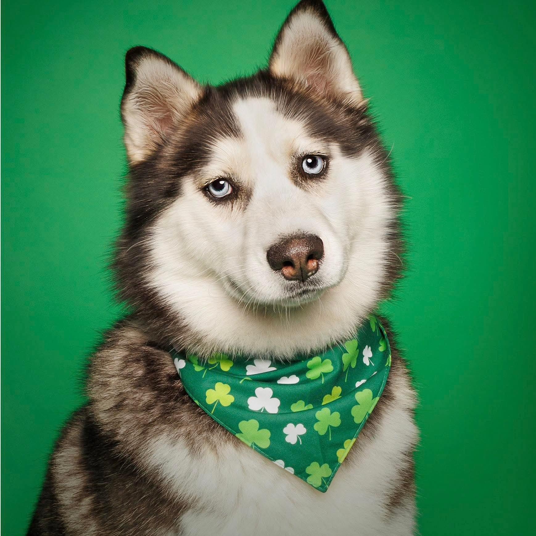 Enlarge Elyza, a Adoptable mixed breed in Argyle, NY image 1/6