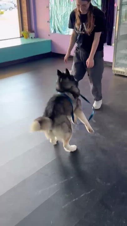 Enlarge Elyza, a Adoptable mixed breed in Argyle, NY video 6/6