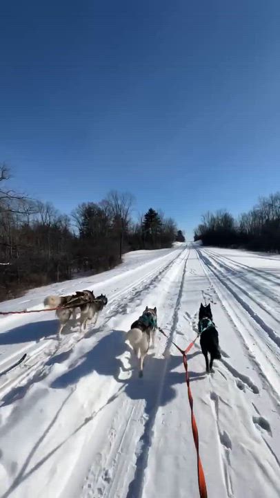 Enlarge Elyza, a Adoptable mixed breed in Argyle, NY video 5/6